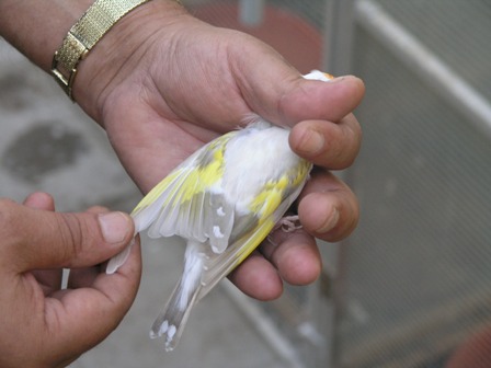 Cardellino Albino !